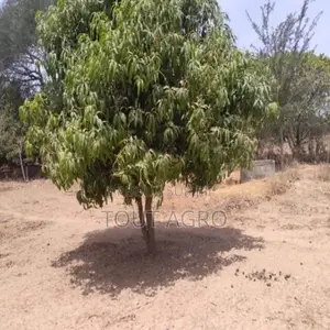 Verger De 4553 M2 À Diouroup