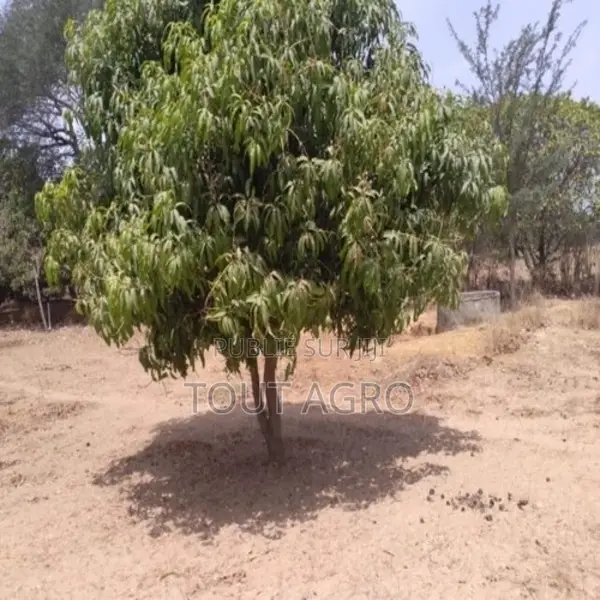 Verger De 4553 M2 À Diouroup
