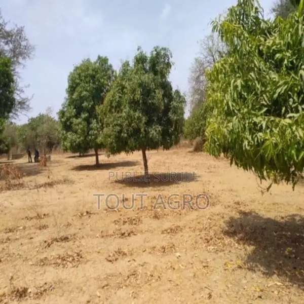 Verger De 4553 M2 À Diouroup