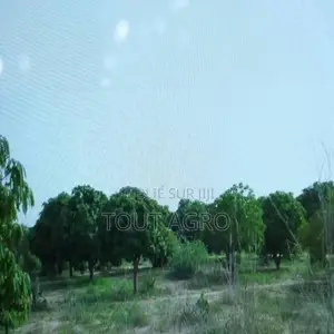 Photo - Verger De 5 Hectares Vers Pire