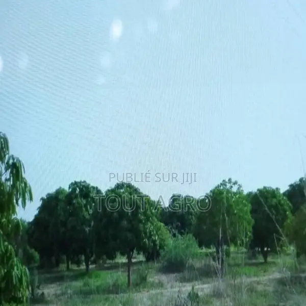 Verger De 5 Hectares Vers Pire