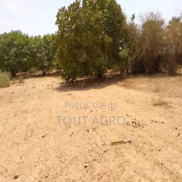 Verger De 7116 M2 Vers Tataguine