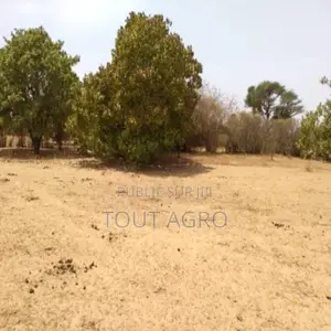 Verger De 7116 M2 Vers Tataguine