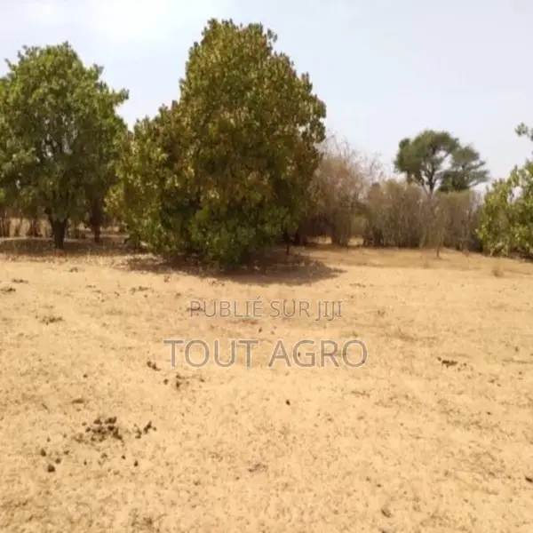 Verger De 7116 M2 Vers Tataguine