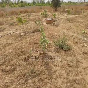 Verger De 8092 M2 Vers Darou Khoudoss