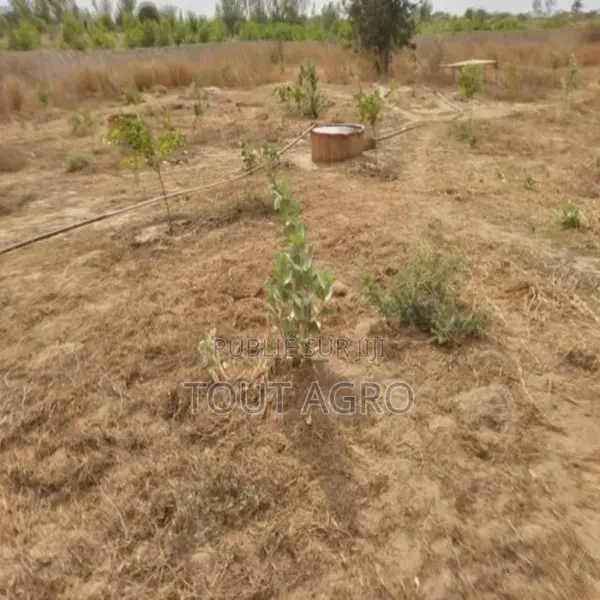 Verger De 8092 M2 Vers Darou Khoudoss