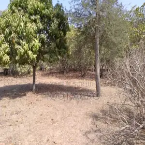 Verger De 8630 M2 Vers Tataguine