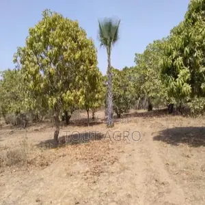 Verger De 8630 M2 Vers Tataguine