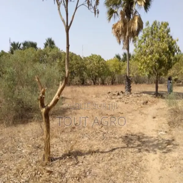 Verger De 8630 M2 Vers Tataguine