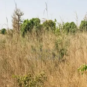 Photo - Verger De 9638 M2 Vers Cherif Lô