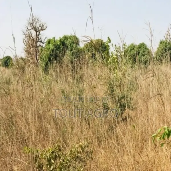 Verger De 9638 M2 Vers Cherif Lô