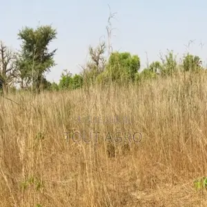 Verger De 9638 M2 Vers Cherif Lô