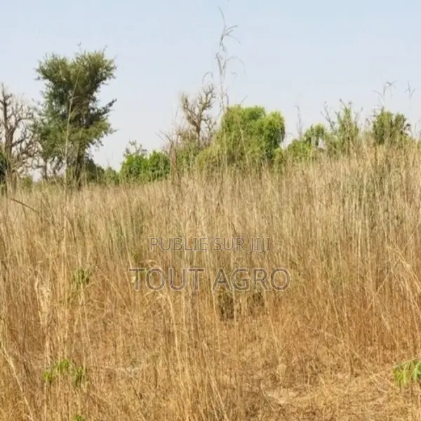 Verger De 9638 M2 Vers Cherif Lô
