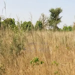 Verger De 9638 M2 Vers Cherif Lô