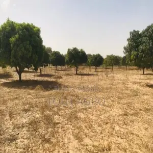 Verger Fruitier 1,28 Hectare Vers Koul