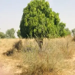 Photo - Verger Fruitier 1,33 Hectare Vers Méouane