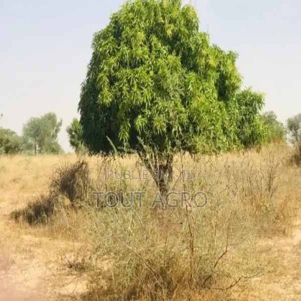 Verger Fruitier 1,33 Hectare Vers Méouane