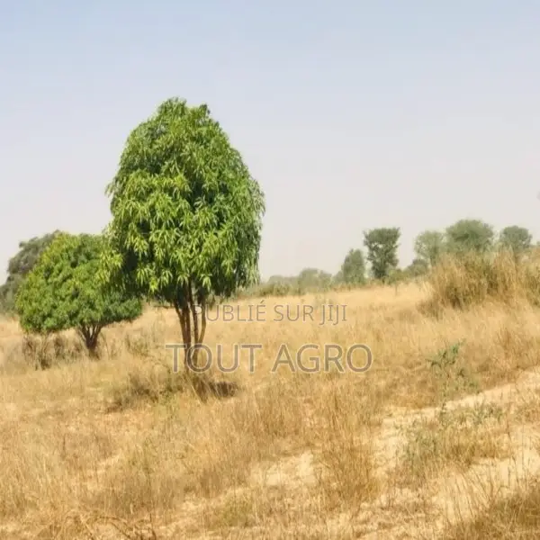 Verger Fruitier 1,33 Hectare Vers Méouane