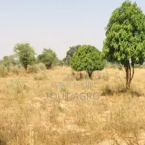 Verger Fruitier 1,33 Hectare Vers Méouane