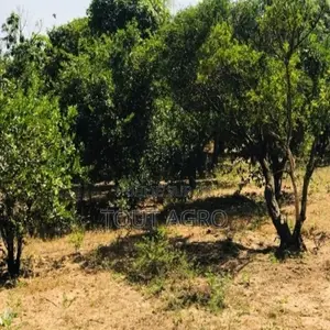 Photo - Verger Fruitier 2,92 Hectares Vers La Route Des Niayes