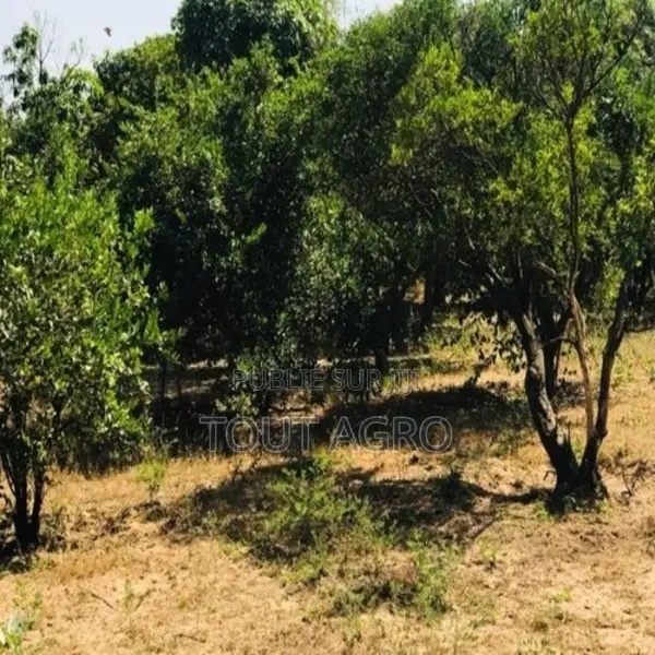 Verger Fruitier 2,92 Hectares Vers La Route Des Niayes