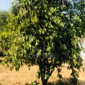 Verger Fruitier 2,92 Hectares Vers La Route Des Niayes