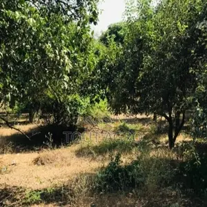 Verger Fruitier 2,92 Hectares Vers La Route Des Niayes