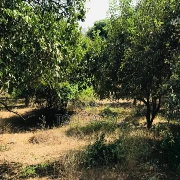 Verger Fruitier 2,92 Hectares Vers La Route Des Niayes