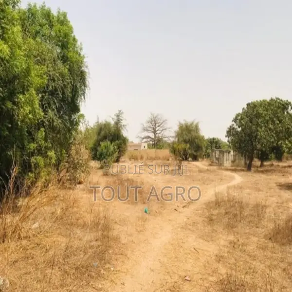 Verger Fruitier De 2,25 Hectares Vers Notto Diobass