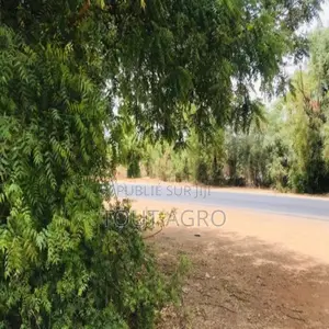 Verger Fruitier De 2,25 Hectares Vers Notto Diobass