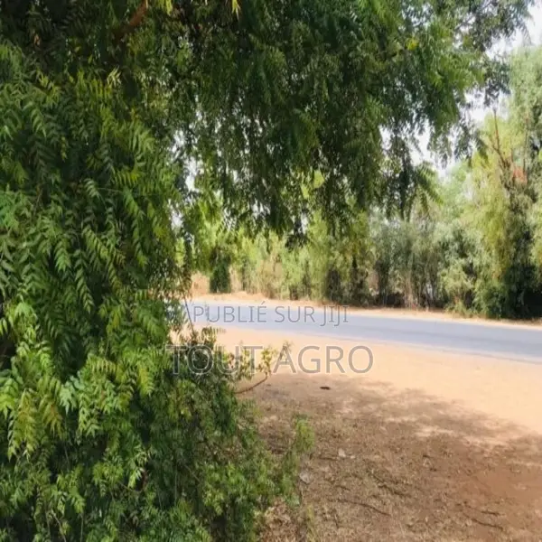 Verger Fruitier De 2,25 Hectares Vers Notto Diobass