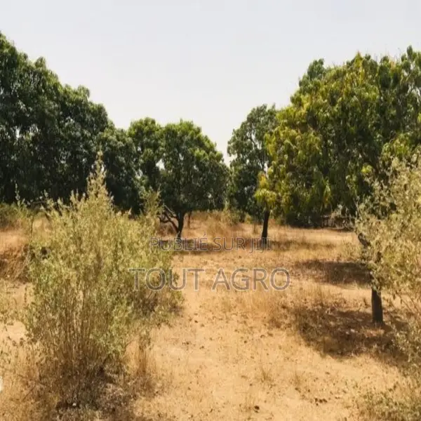 Verger Fruitier De 2,25 Hectares Vers Notto Diobass