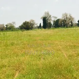 Verger Fruitier De 2860 M2 Vers Baba Garage