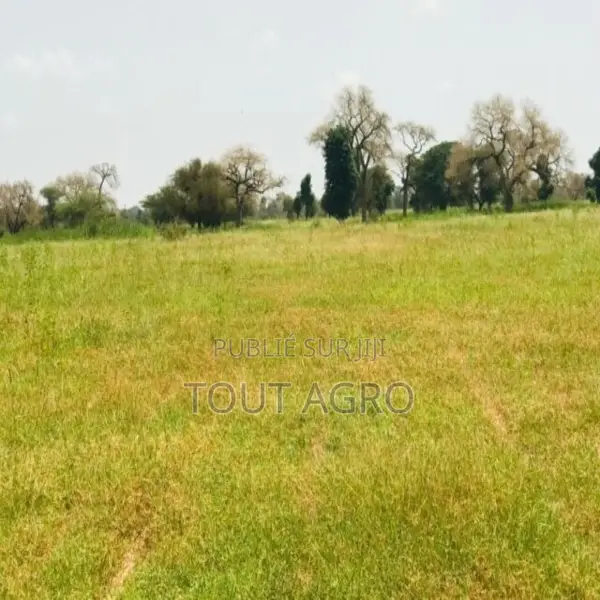 Verger Fruitier De 2860 M2 Vers Baba Garage