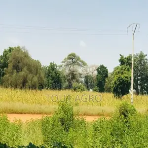 Verger Fruitier De 2860 M2 Vers Baba Garage