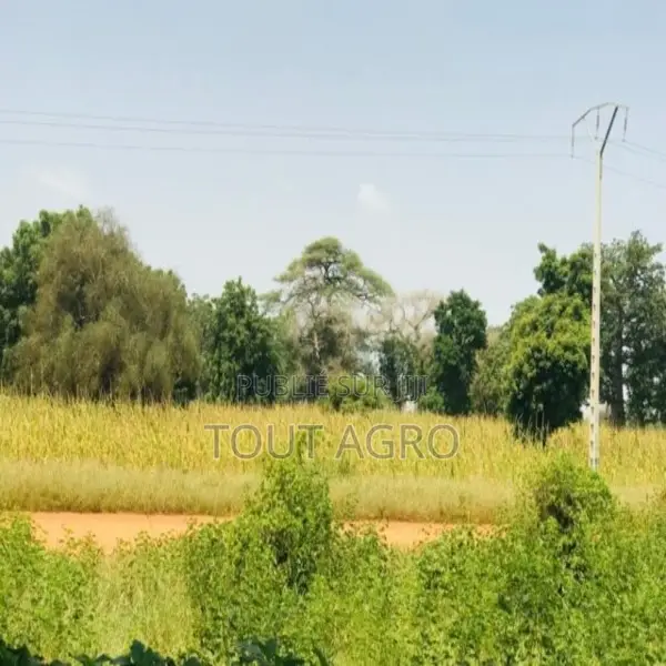 Verger Fruitier De 2860 M2 Vers Baba Garage