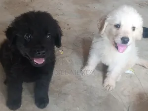 Photo - 1-3 mois Homme Race mixte Labrador Retriever