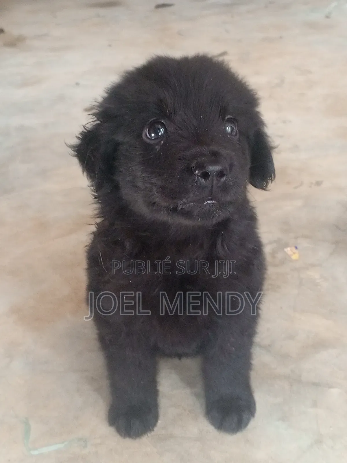 1-3 mois Homme Race mixte Labrador Retriever