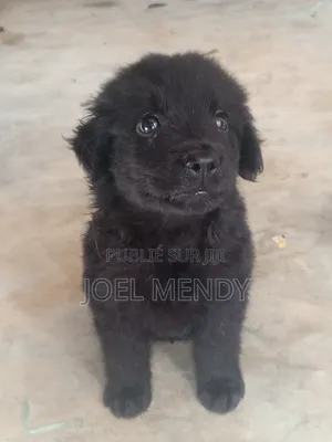 1-3 mois Homme Race mixte Labrador Retriever