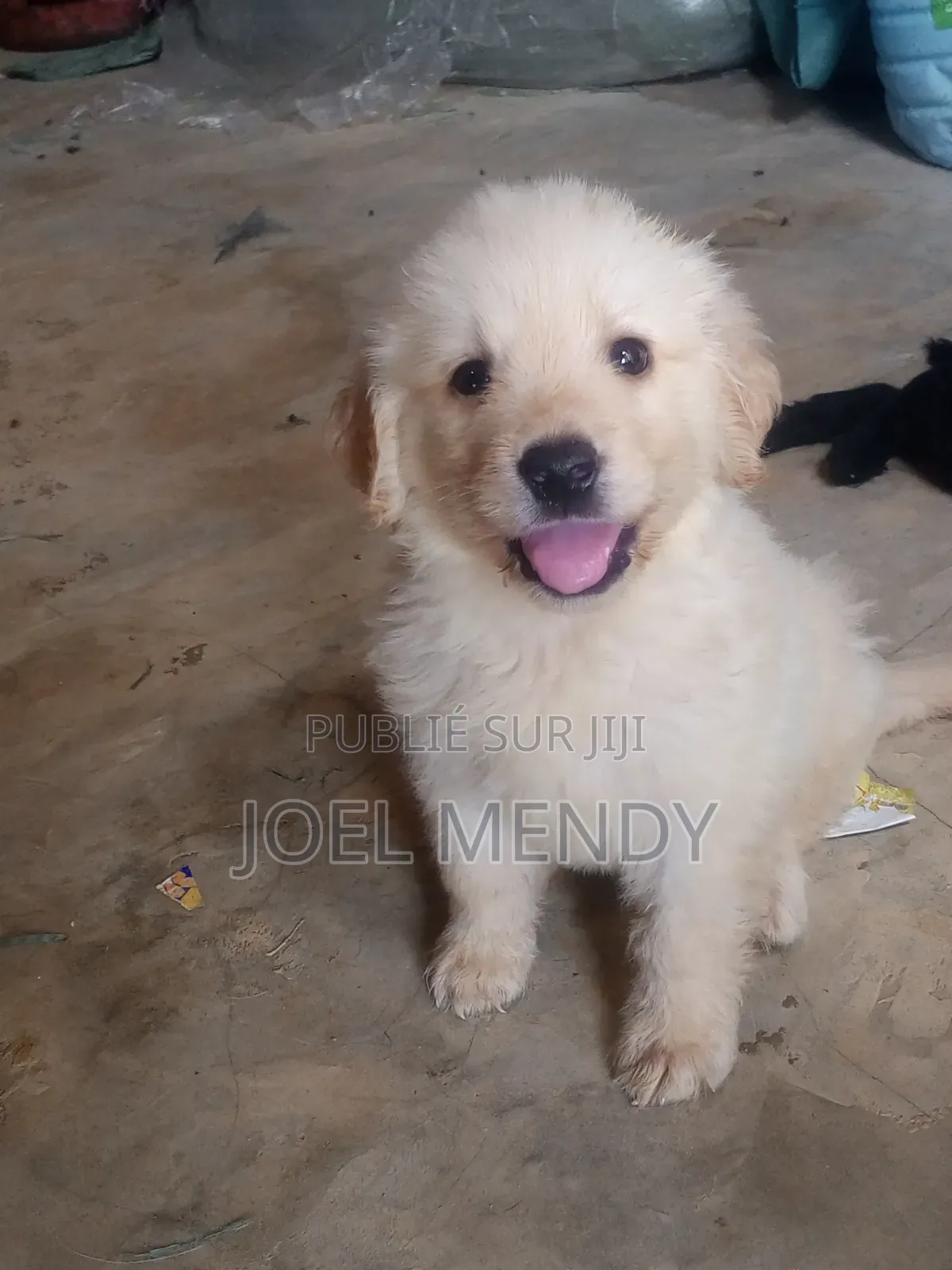 1-3 mois Homme Race mixte Labrador Retriever