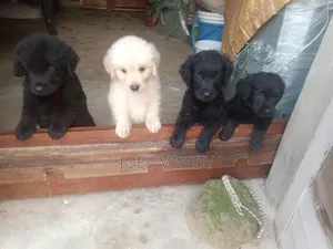 1-3 mois Homme Race mixte Labrador Retriever