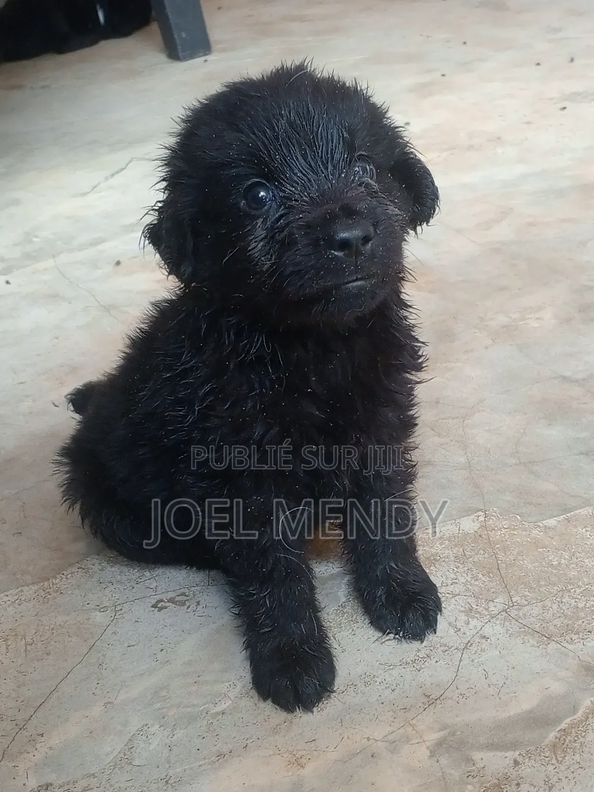 1-3 mois Homme Race mixte Labrador Retriever