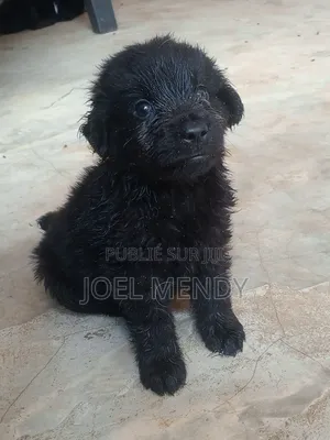 1-3 mois Homme Race mixte Labrador Retriever