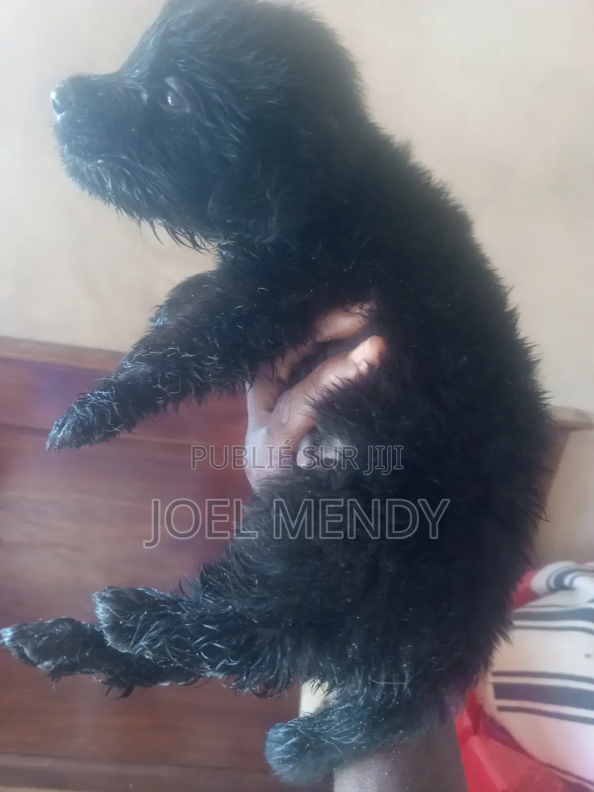 1-3 mois Homme Race mixte Labrador Retriever