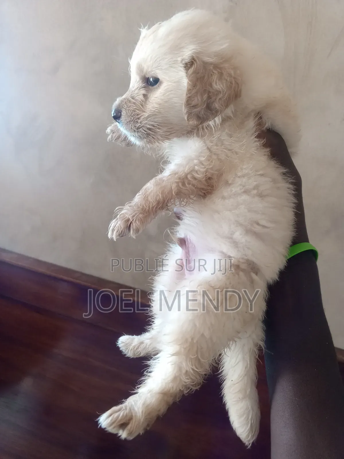 1-3 mois Homme Race mixte Labrador Retriever