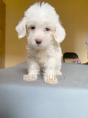 Photo - 3-6 mois Femme Pure race Bichon Frise