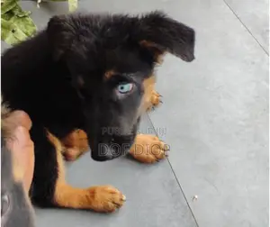 Photo - 1-3 mois Homme Race mixte German Shepherd