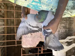 Photo - Paire Pigeon Voyageur