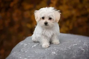 Photo - 1-3 mois Homme Pure race Bichon Frise