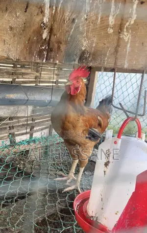 Photo - Poulet Du Pays